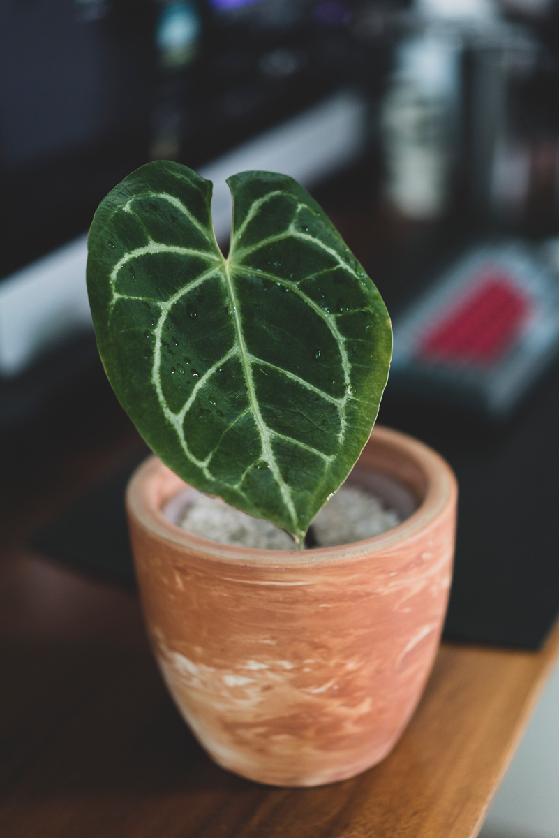 Anthurium crystallinum red