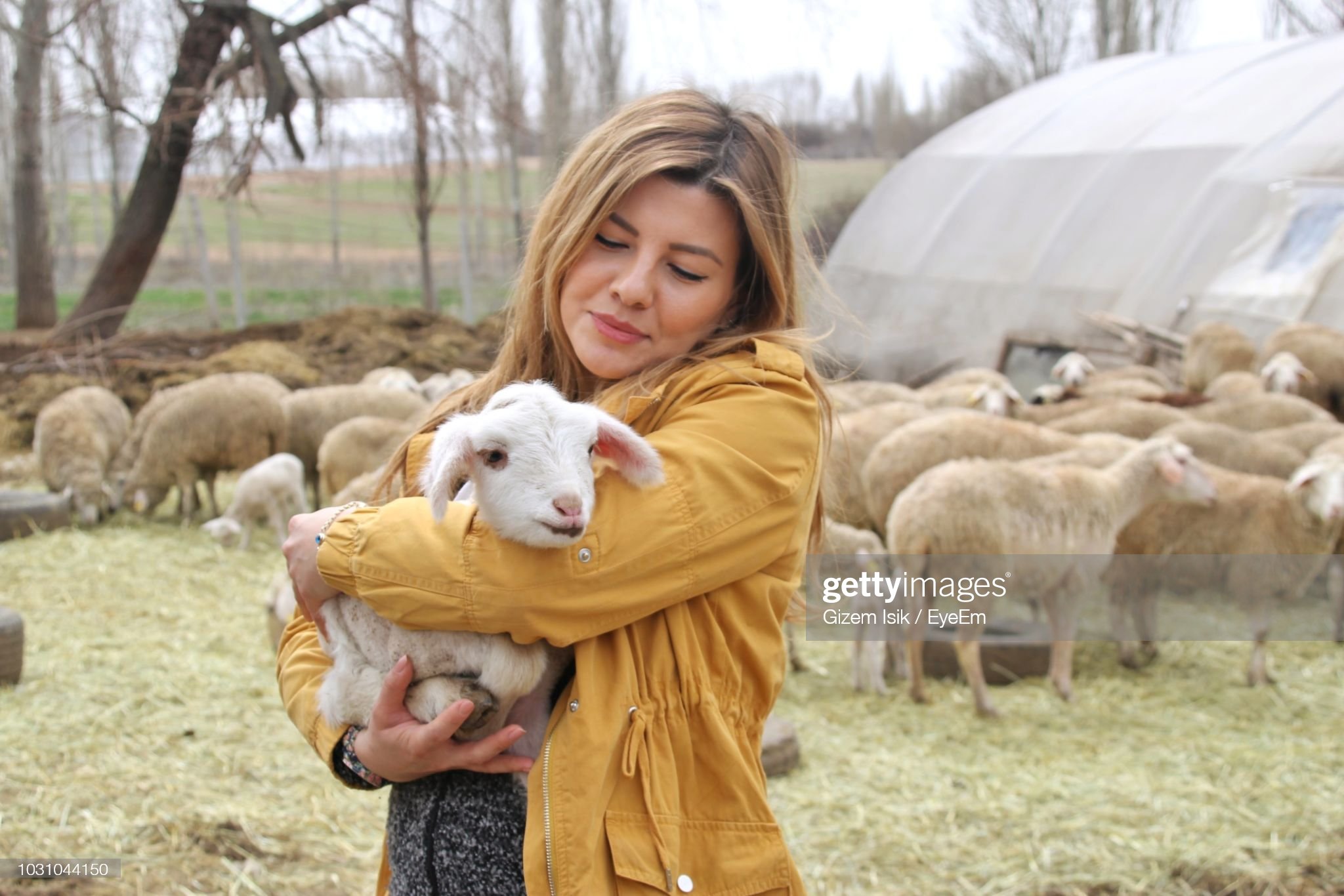 Hình ảnh: Nghề chăn cừu ở Pháp