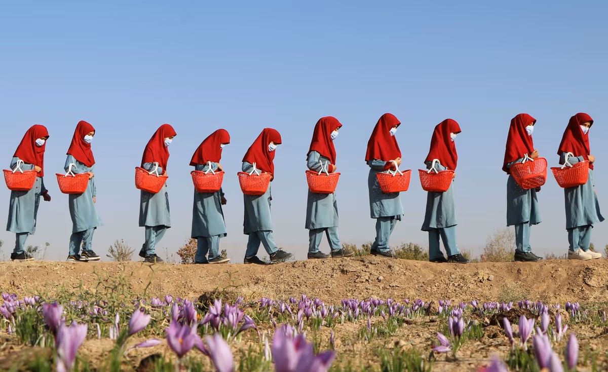 Ảnh thế giới tuần qua: thu hoạch saffron, nhà máy LEGO, cực quang ở Na Uy