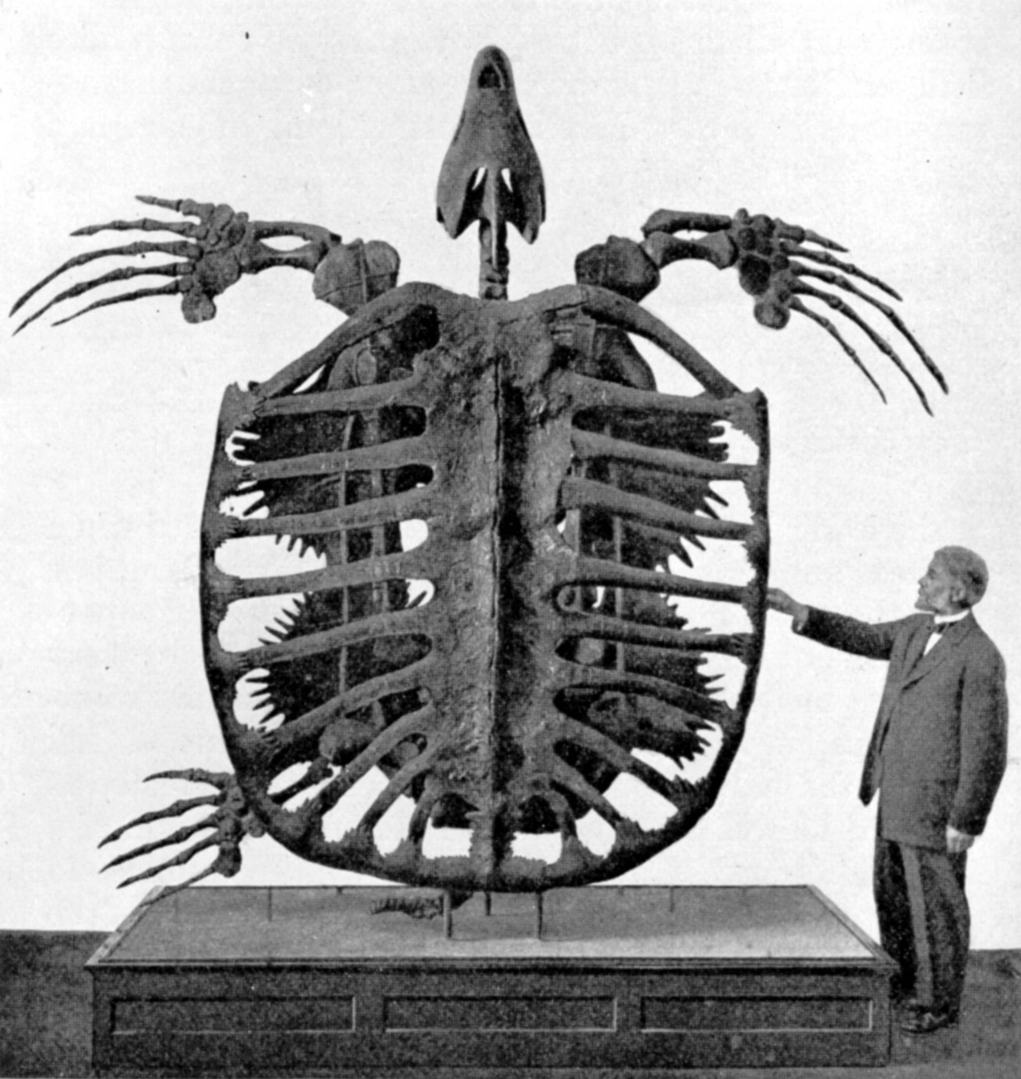 016 Archelon turtle.jpg