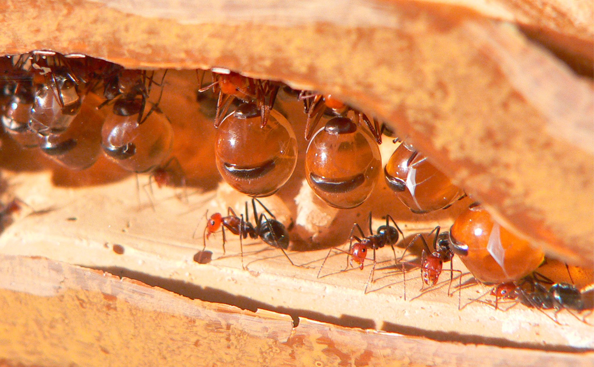 Kiến mật - loài kiến duy nhất trên thế giới có thể tạo ra mật