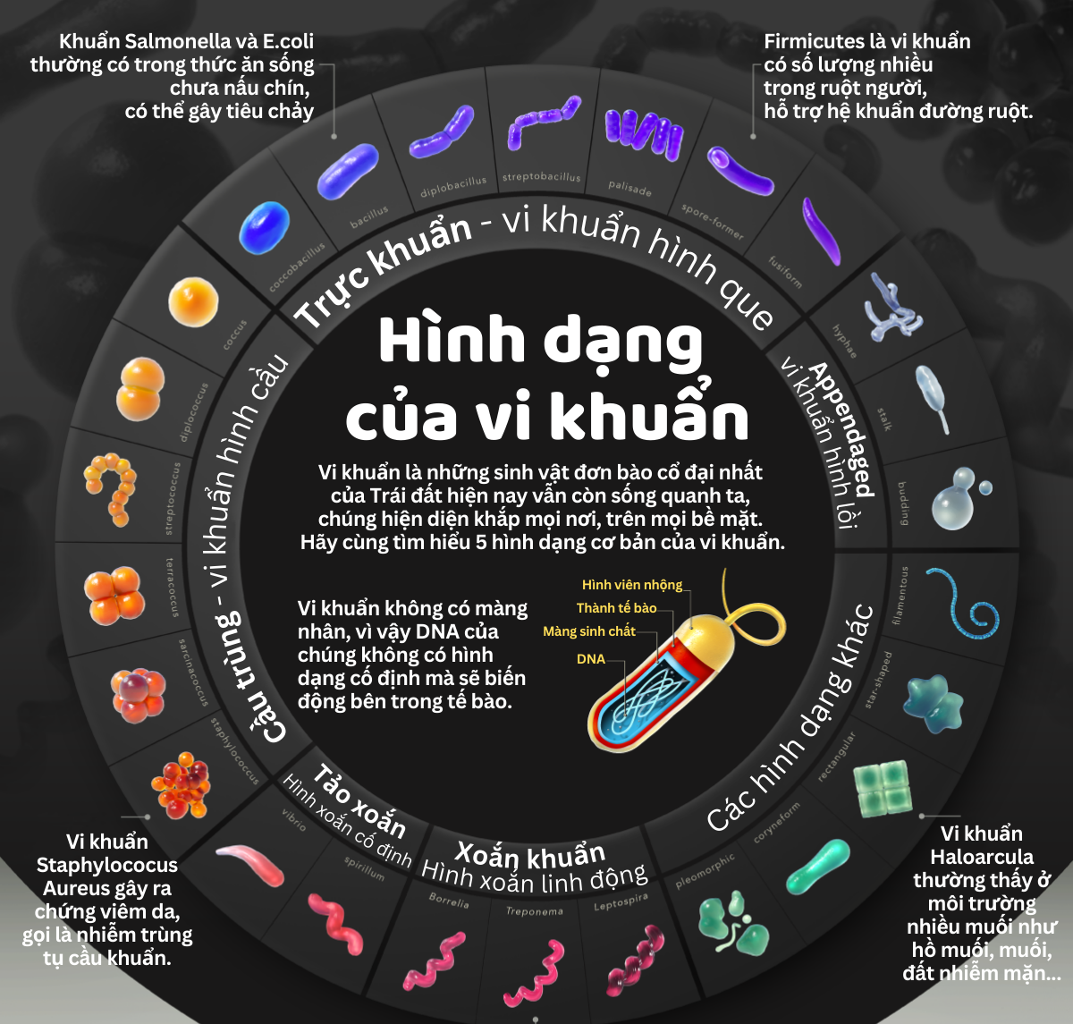 Infographic: Hình dạng của vi khuẩn, dạng sống cổ đại nhất hành tinh xuất hiện 3.8 tỷ năm trước