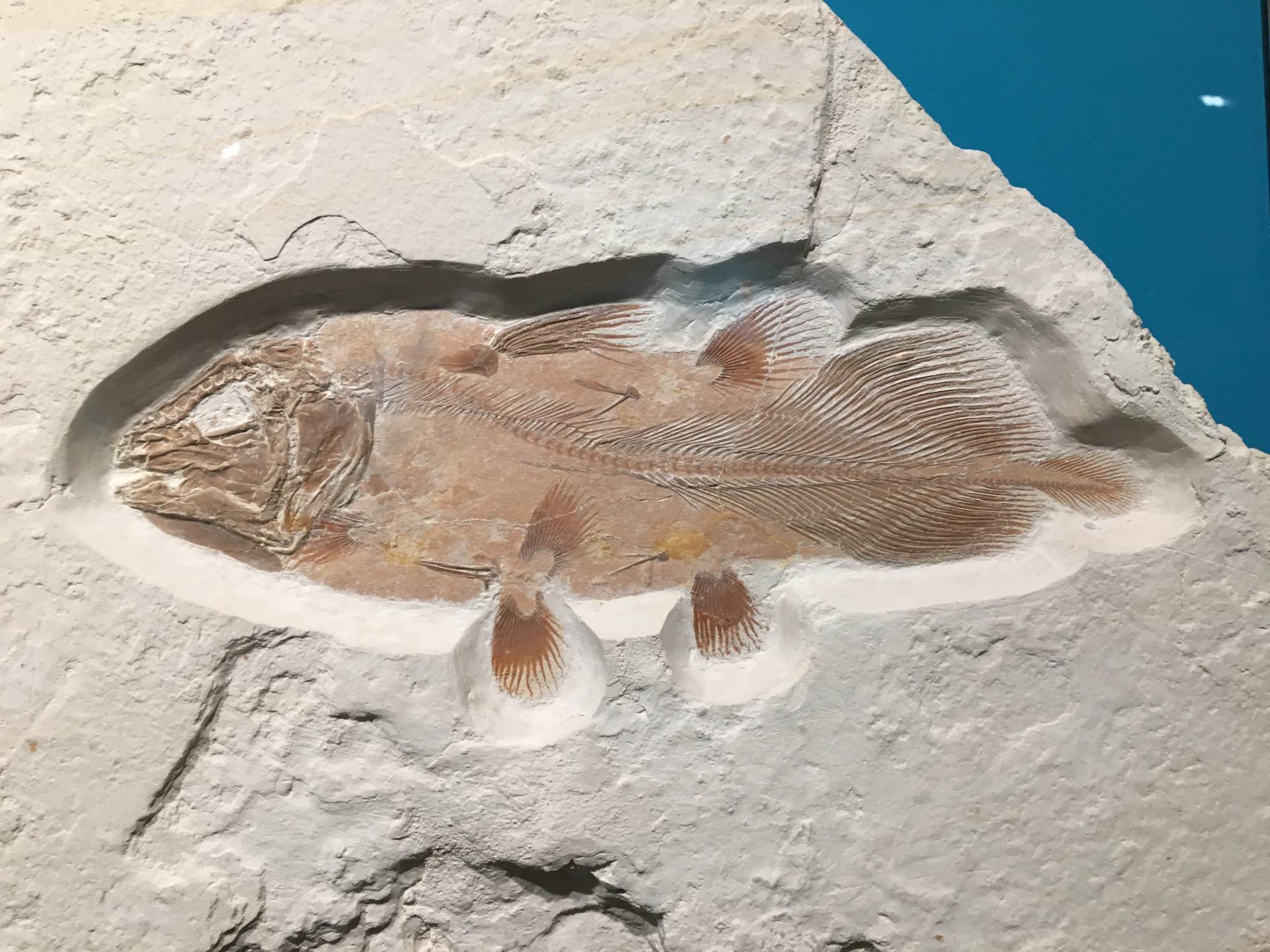 017 cá vây tay hóa thạch.jpg