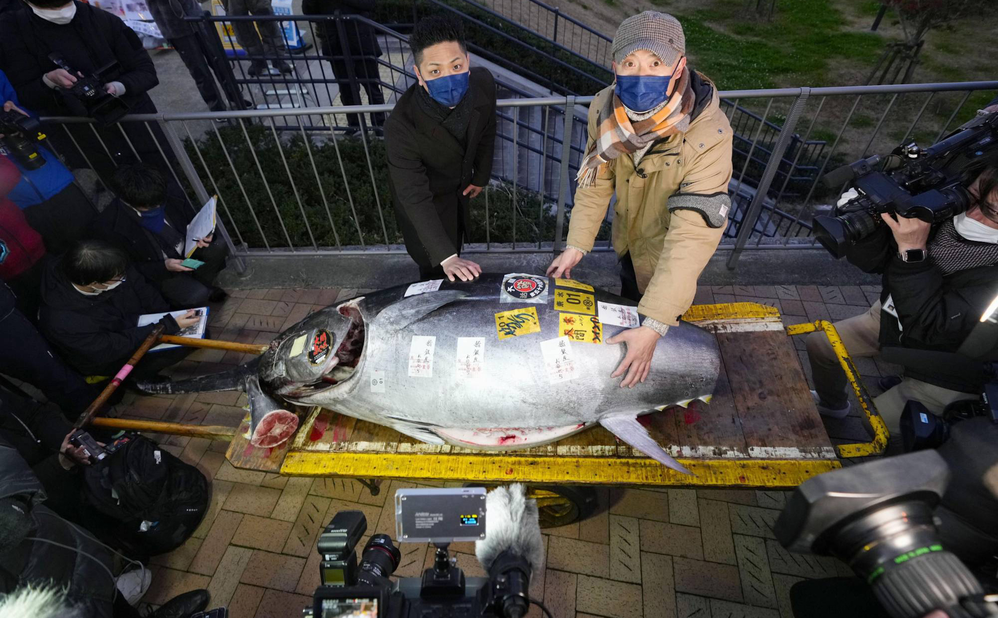 Cá ngừ vây xanh khổng lồ ở Nhật Bản vừa được bán ra với giá 6,4 tỷ đồng