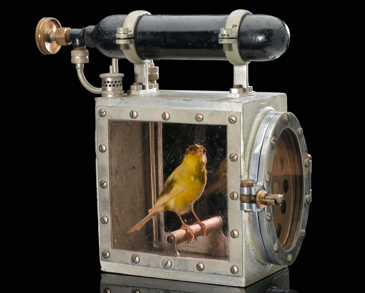 Cách thợ mỏ dùng chim để giữ an toàn ngày xưa