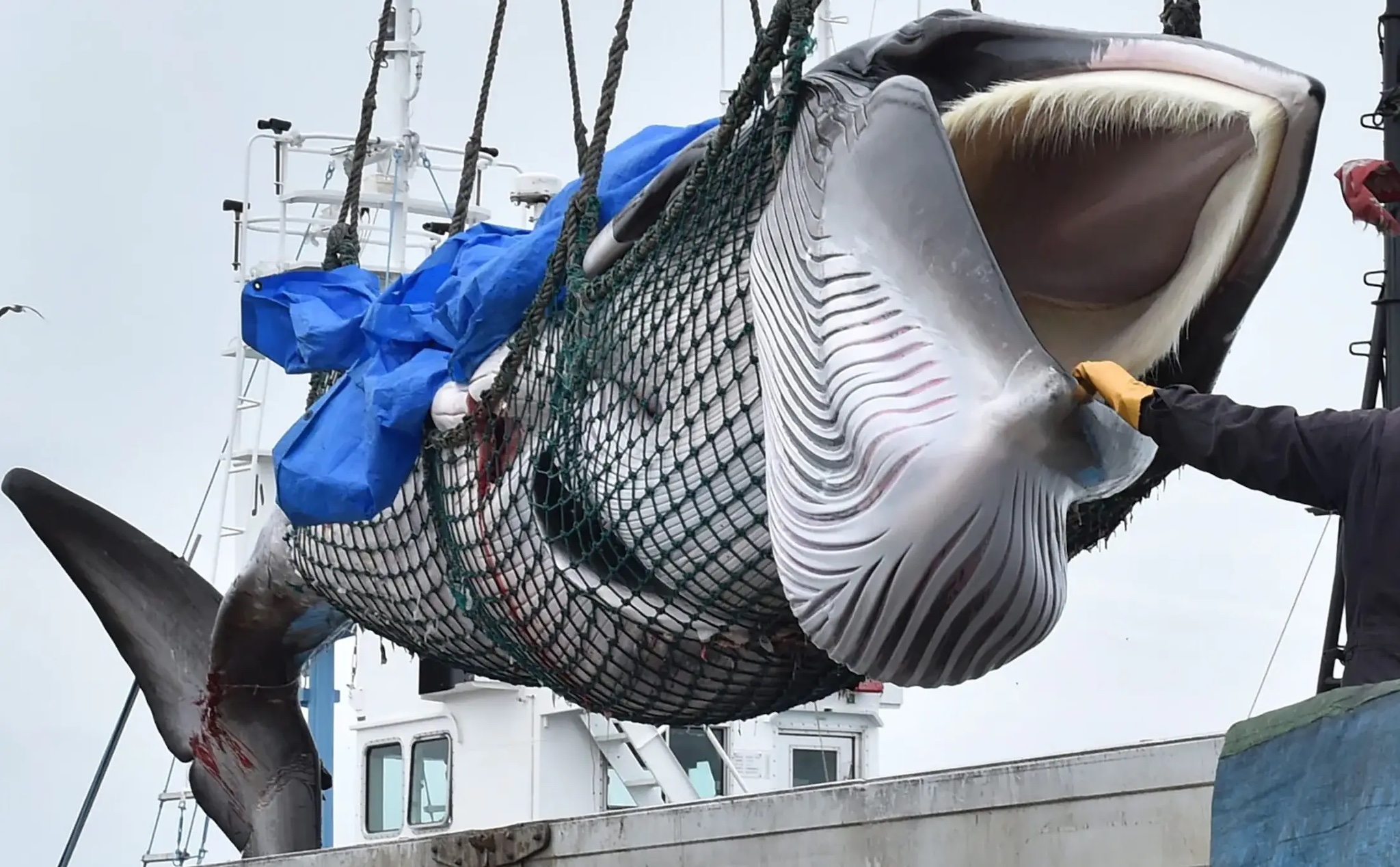 Thịt cá voi được bán trong máy bán hàng tự động ở Nhật Bản
