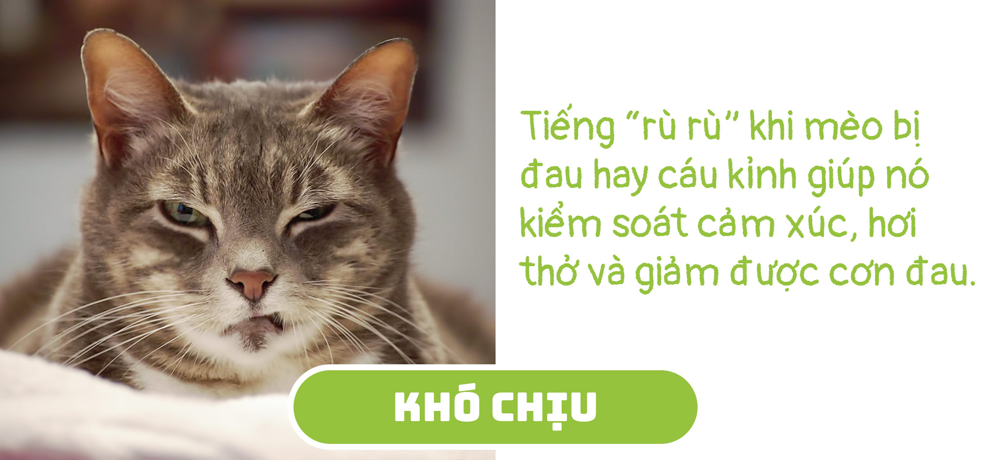tinhte_cat_info1.jpg