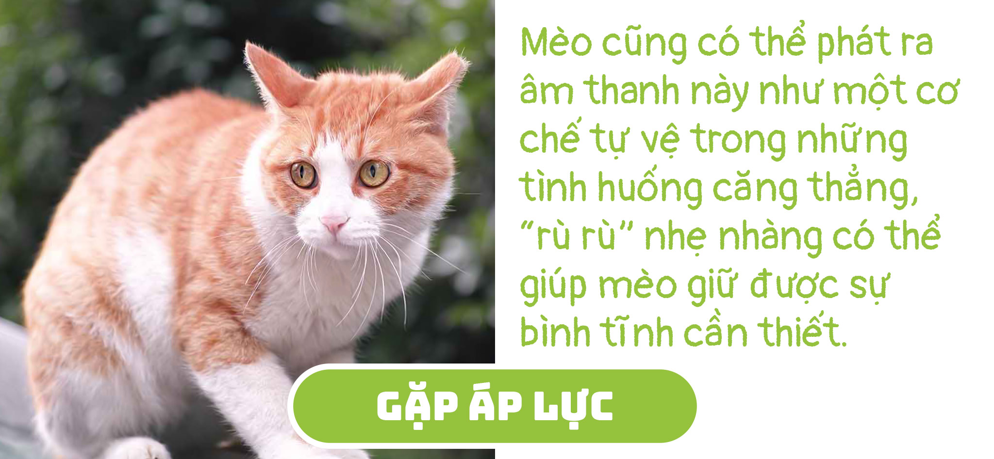 tinhte_cat_info2.jpg