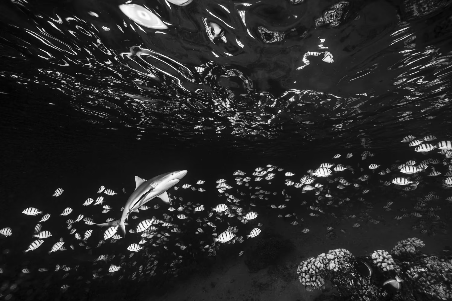 tinhte-ocean-art-underwater-2022 (4).jpg