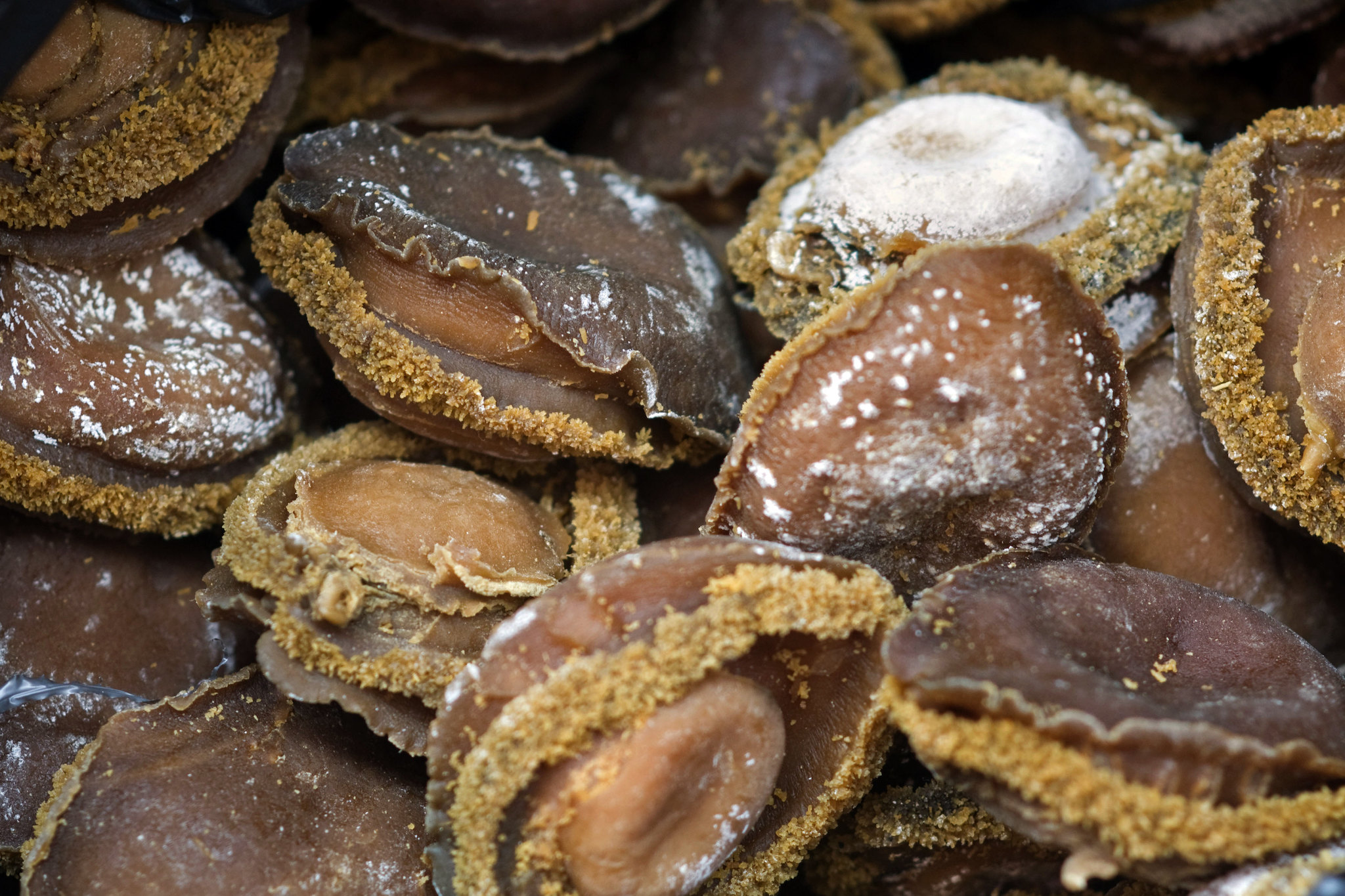 Морское ушко. Dried Abalone. South African Abalone.