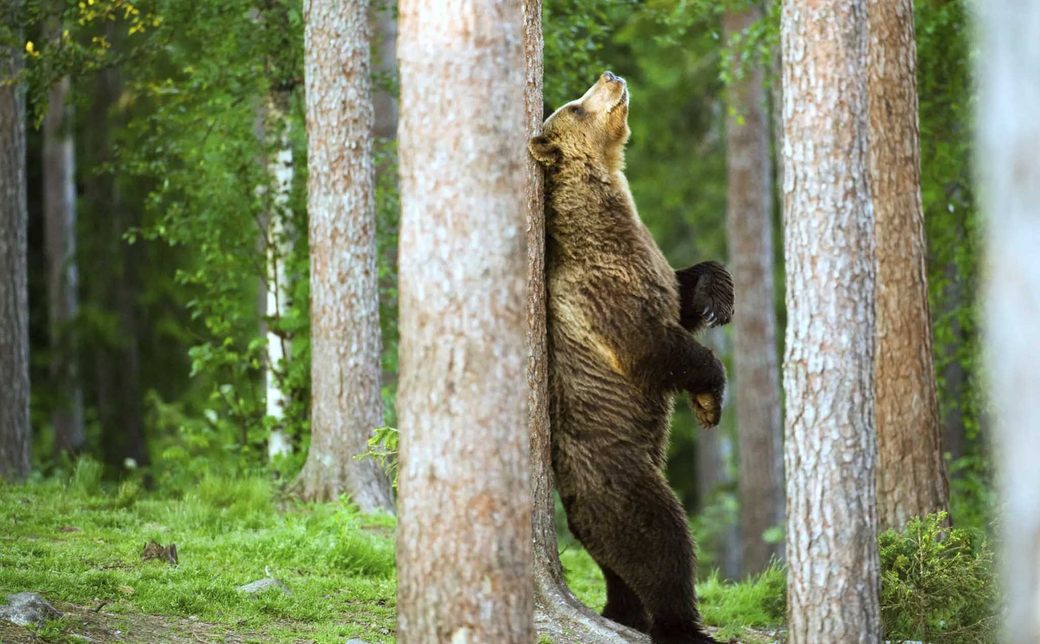 Tại sao gấu thường hay cạ người vào thân cây?
