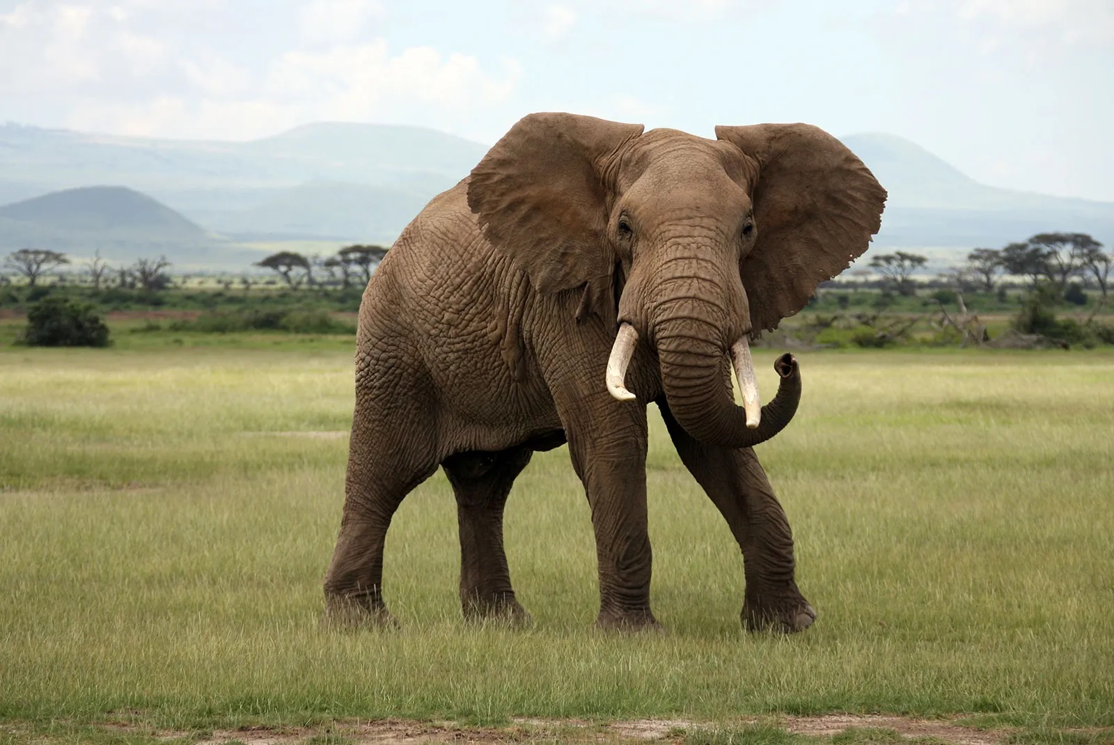 Nghiên cứu: Nạn săn trộm voi không phải do lòng tham con người, mà do cái nghèo