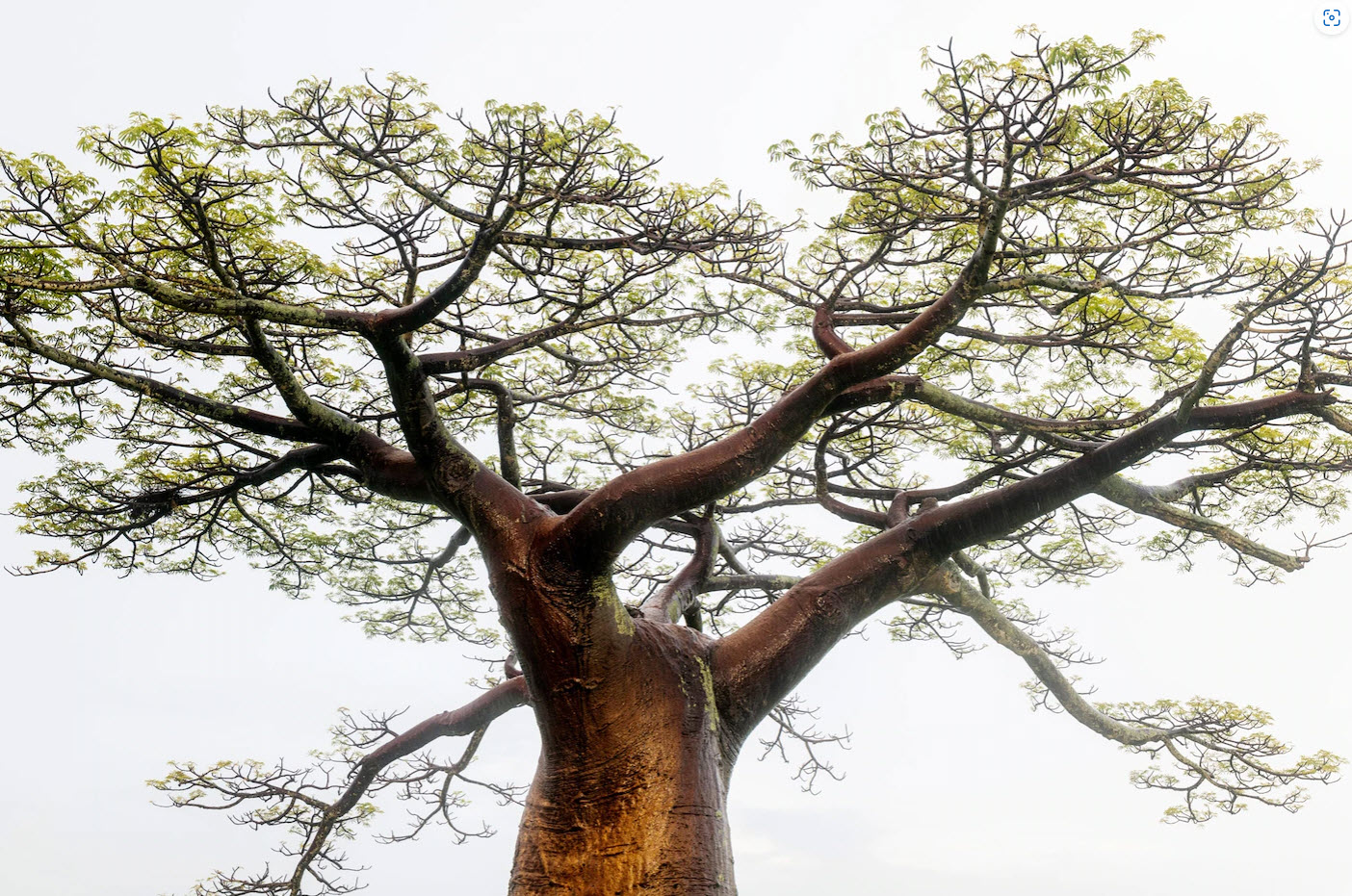 Bao báp, loài cây thiêng liêng của Madagascar đang gặp nguy cơ tuyệt chủng