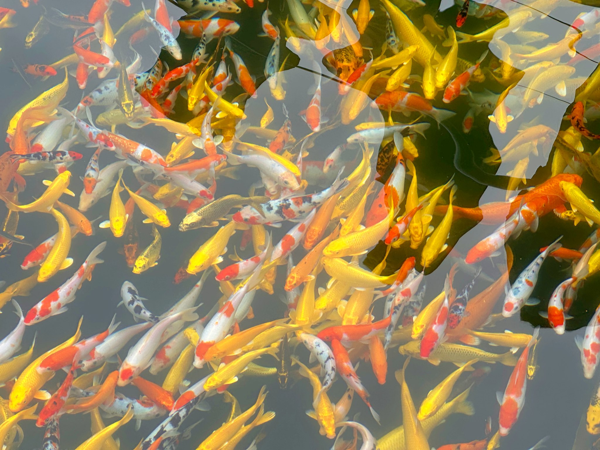 Koi fish at Thai cuu farmstay.jpg