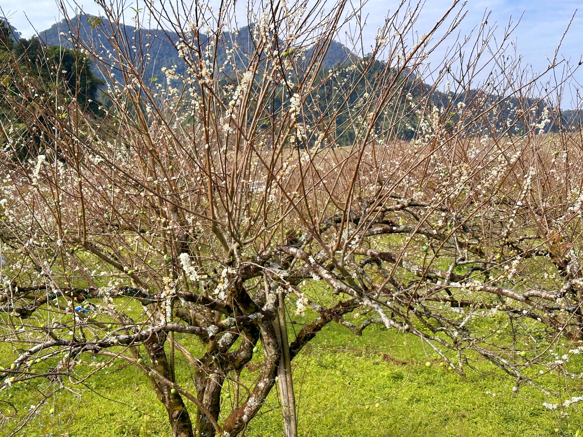 plum blossom 5.jpg