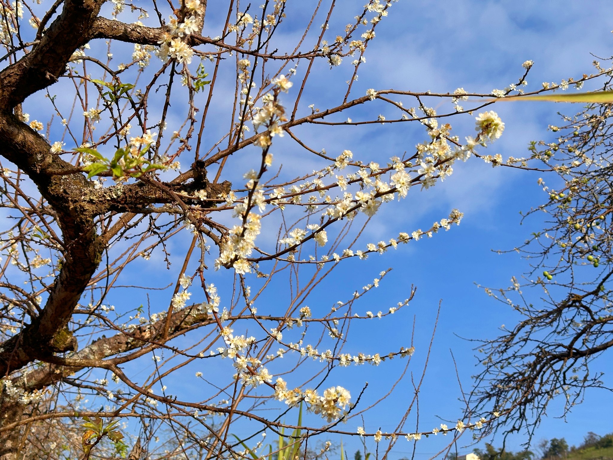 plum flower - hoa mận.jpg