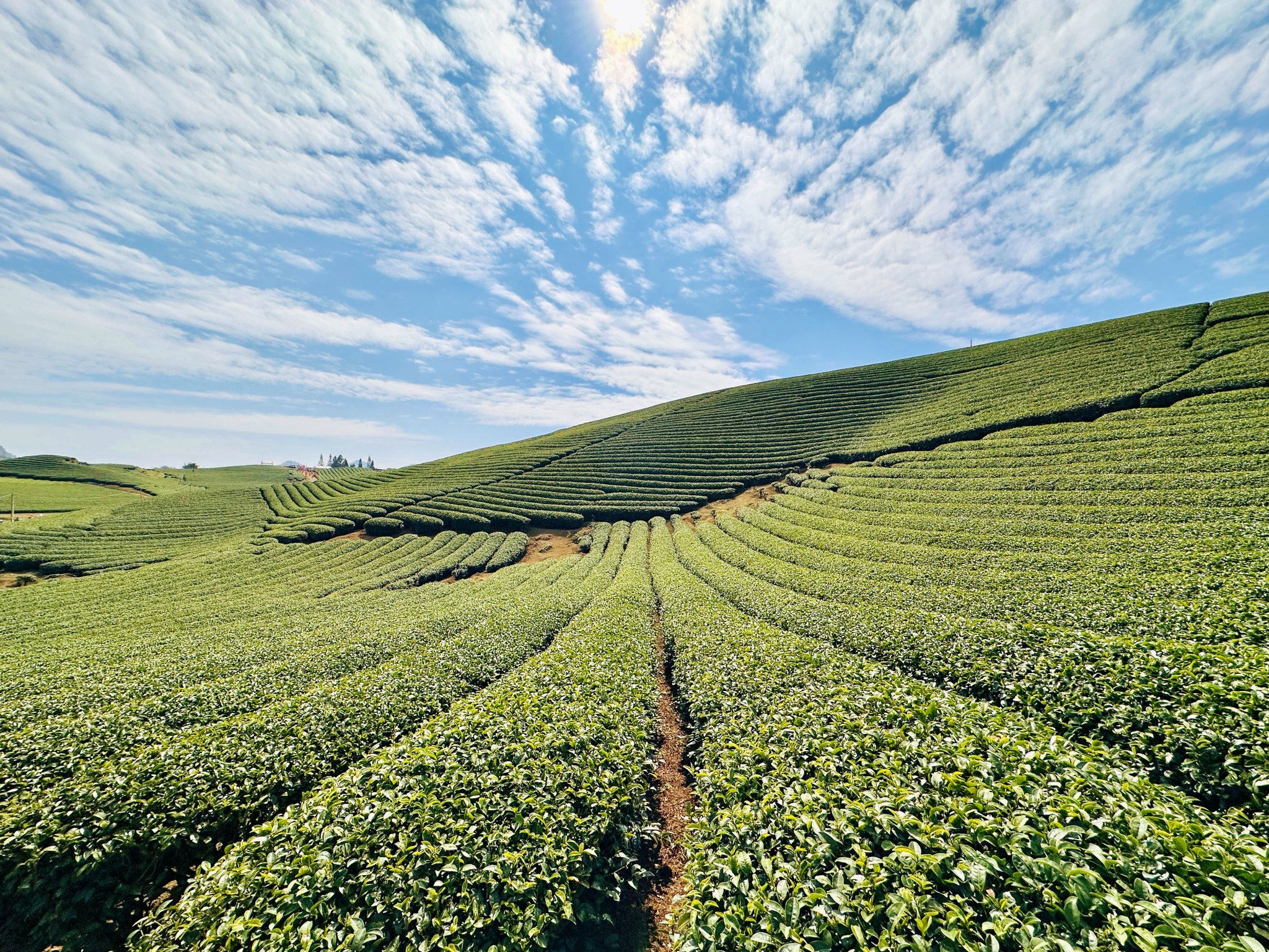 Tea farm hill - doi che trai tim.jpg