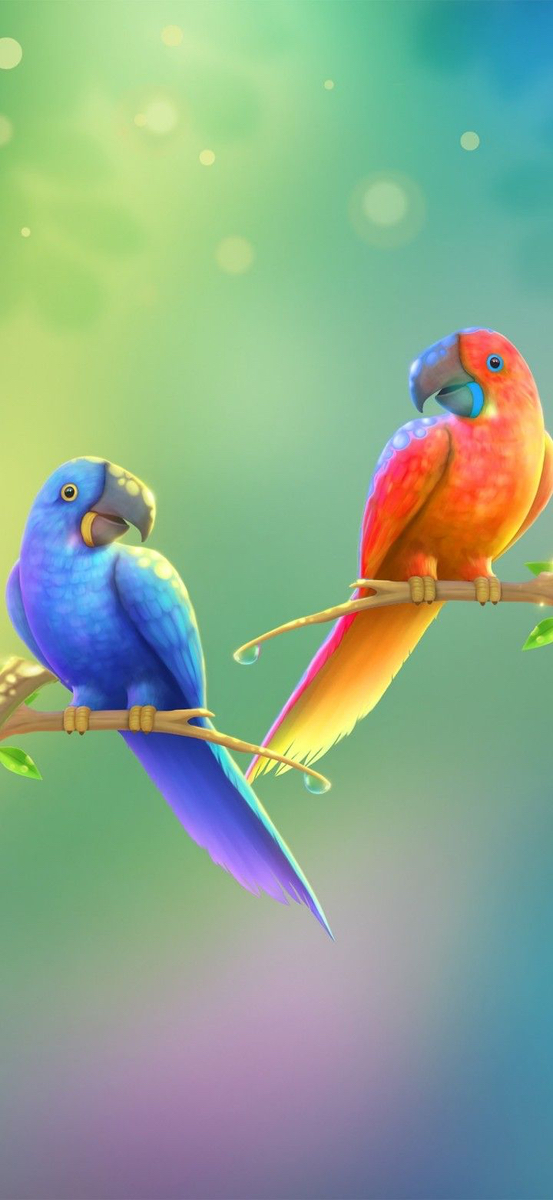Lovebird (Vẹt Uyên Ương) | surishop