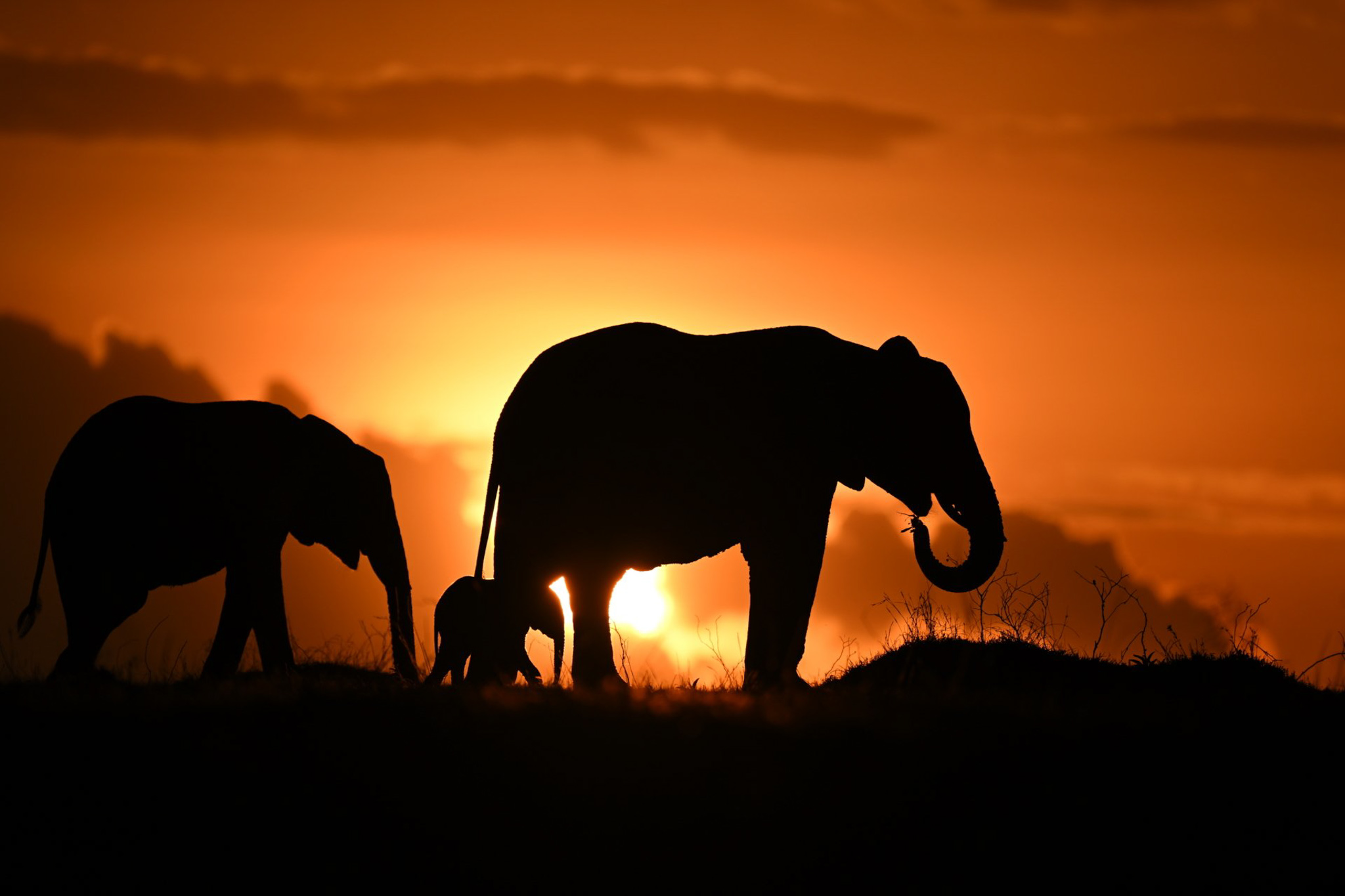 Câu chuyện về thiên nhiên Kenya thông qua máy ảnh Nikon Z9 của nhiếp ảnh gia Roie Galitz