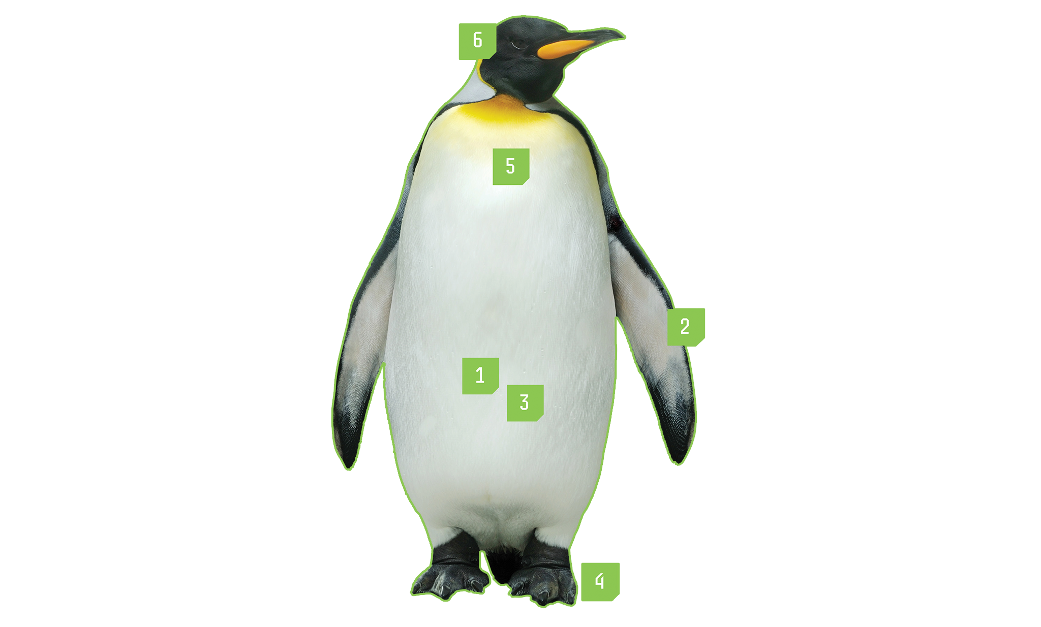 pengpng.png