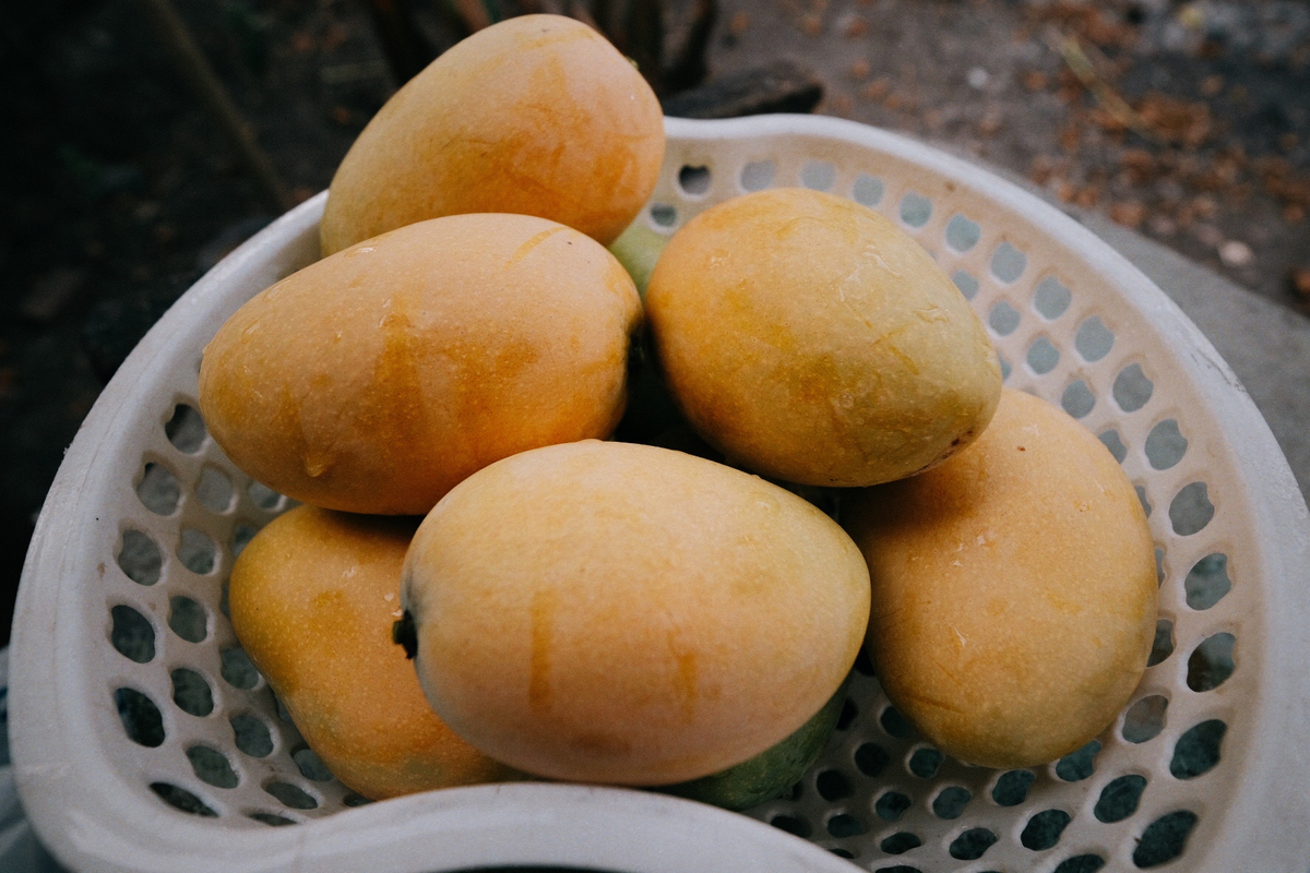 Xoài nhà trồng