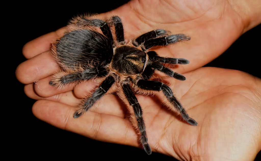 [Infographic] Những sự thật thú vị về loài nhện Tarantula