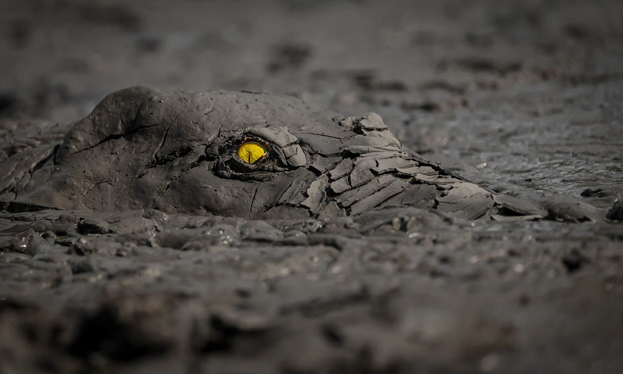 Ảnh chụp một con cá sấu ngụy trang dưới lớp bùn chiến thắng giải Nhiếp ảnh thiên nhiên thế giới