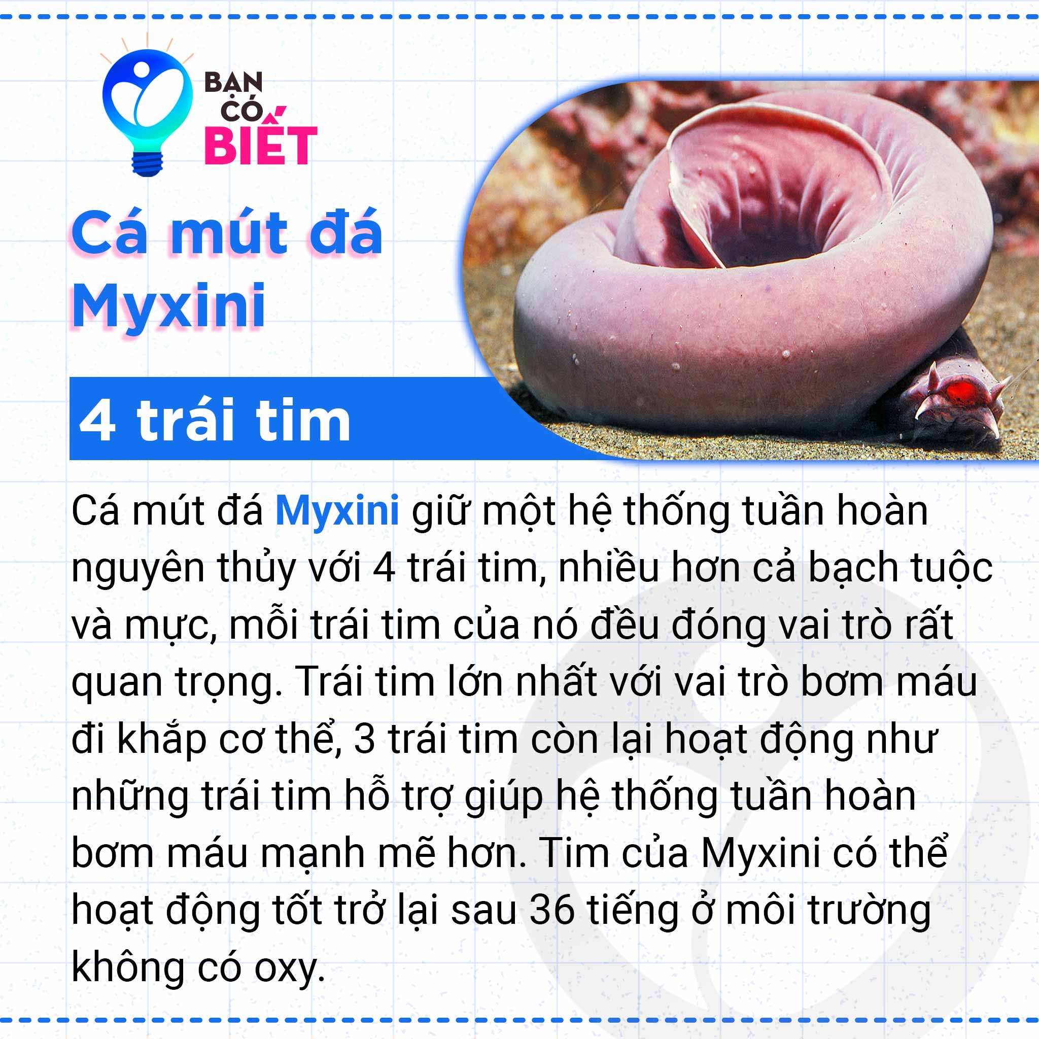 4. Các Món Ăn Từ Cá Mút Đá