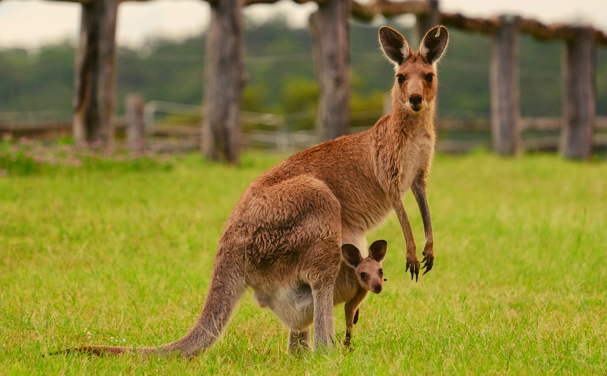Dù là biểu tượng, Kangaroo vẫn được săn bắn hợp pháp ở Úc để lấy thịt và da