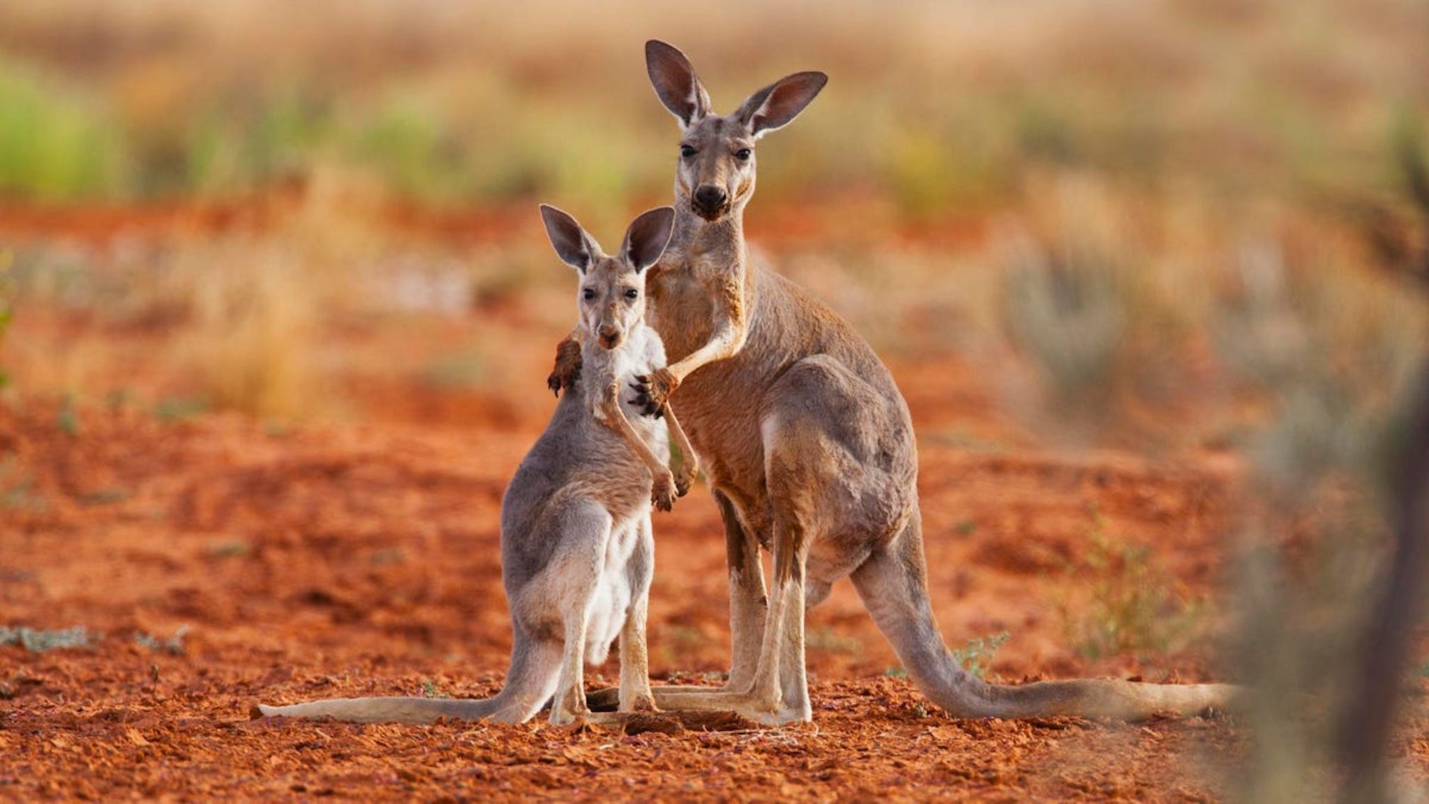 kangaroo-5.jpg