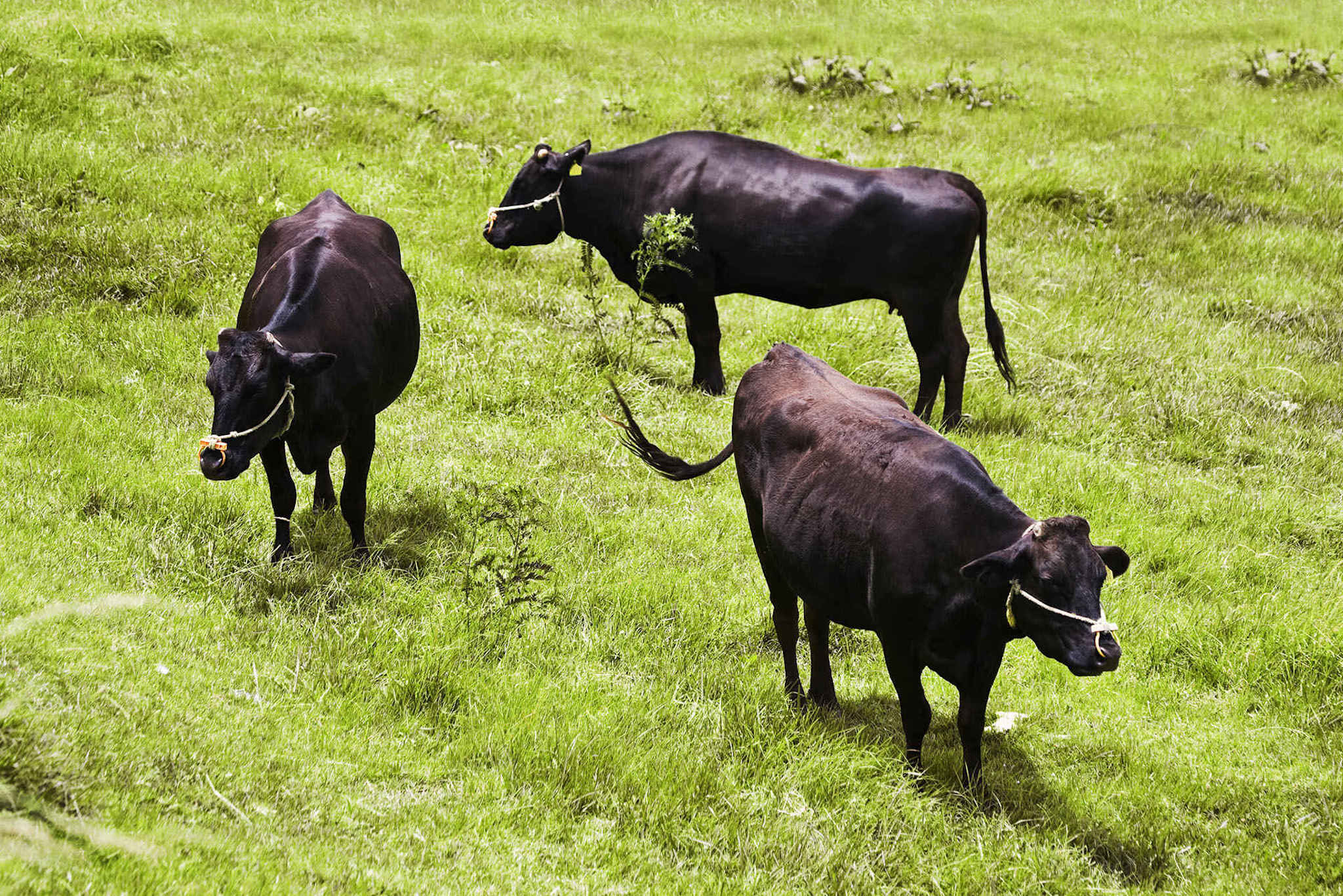 Bò Wagyu và Bò Angus Sự So Sánh Toàn Diện