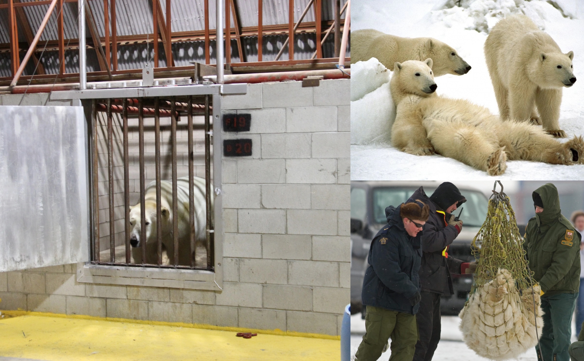 "Nhà tù" gấu Bắc Cực duy nhất trên thế giới ở Canada, gấu bị nhốt 30 ngày, không được cho ăn