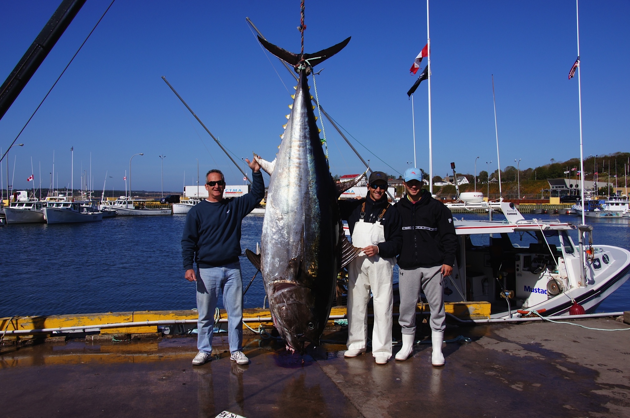 Рыбаки поймали большую рыбу. Тунец 600 кг. Giant Bluefin Tuna. Тихоокеанский тунец. Рыба голубой тунец.