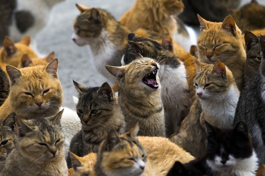[Hình ảnh] Chuyến thăm Aoshima, 'Đảo mèo' của Nhật Bản.