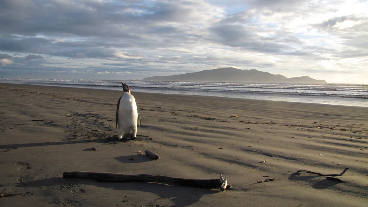 Một con chim cánh cụt Hoàng đế đứng trên một bãi biển ở bờ biển Kapiti, New Zealand.