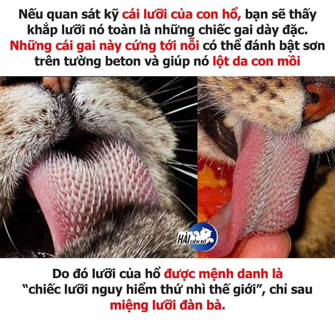 Vẫn đứng sau đàn bà. Kakaka