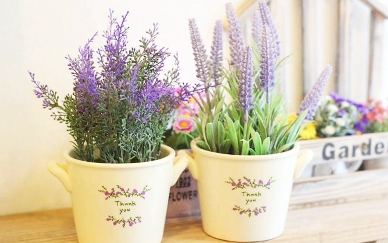 hoa-lavender.jpg