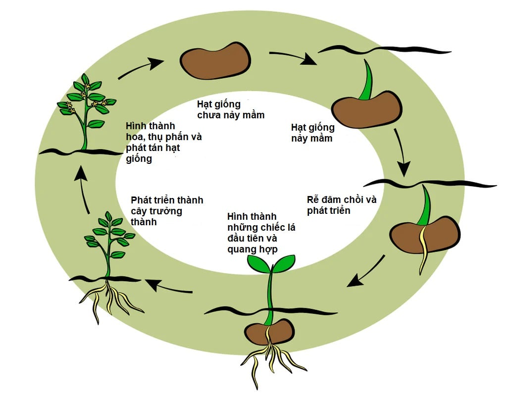 plant_lifecycle_1024x1024.jpg