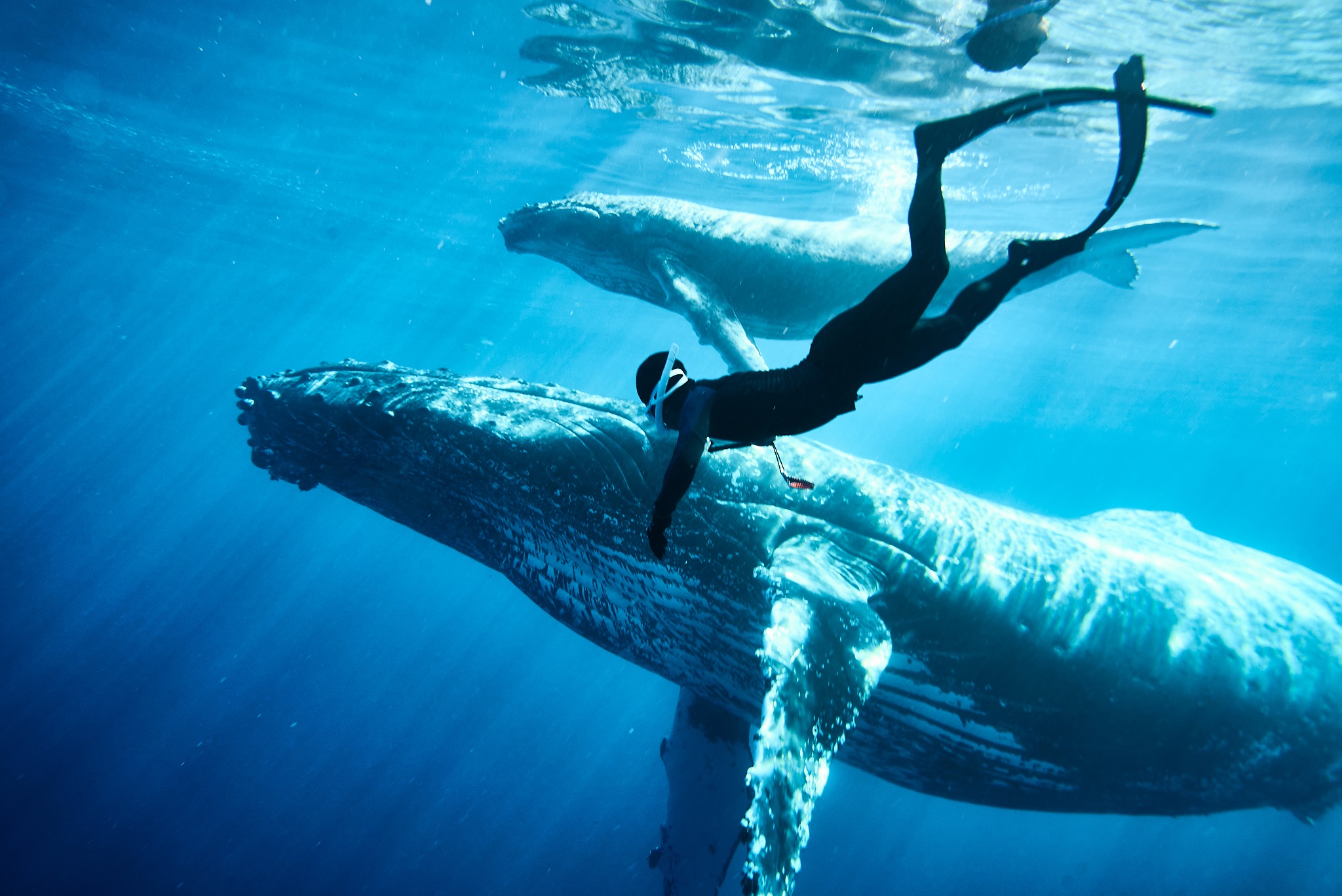 Nhiếp ảnh gia Việt lặn biển cùng cá voi lưng gù