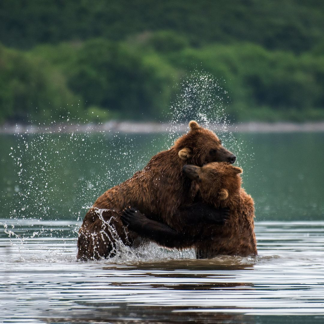 Hai chú gấu nâu Kamchatka tinh nghịch vật lộn ở Hồ Kuril trên Bán đảo Kamchatka.