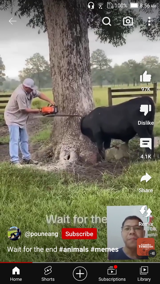 Cho bò đeo kính VR để chúng tưởng đang ăn trên đồng cỏ đầy nắng