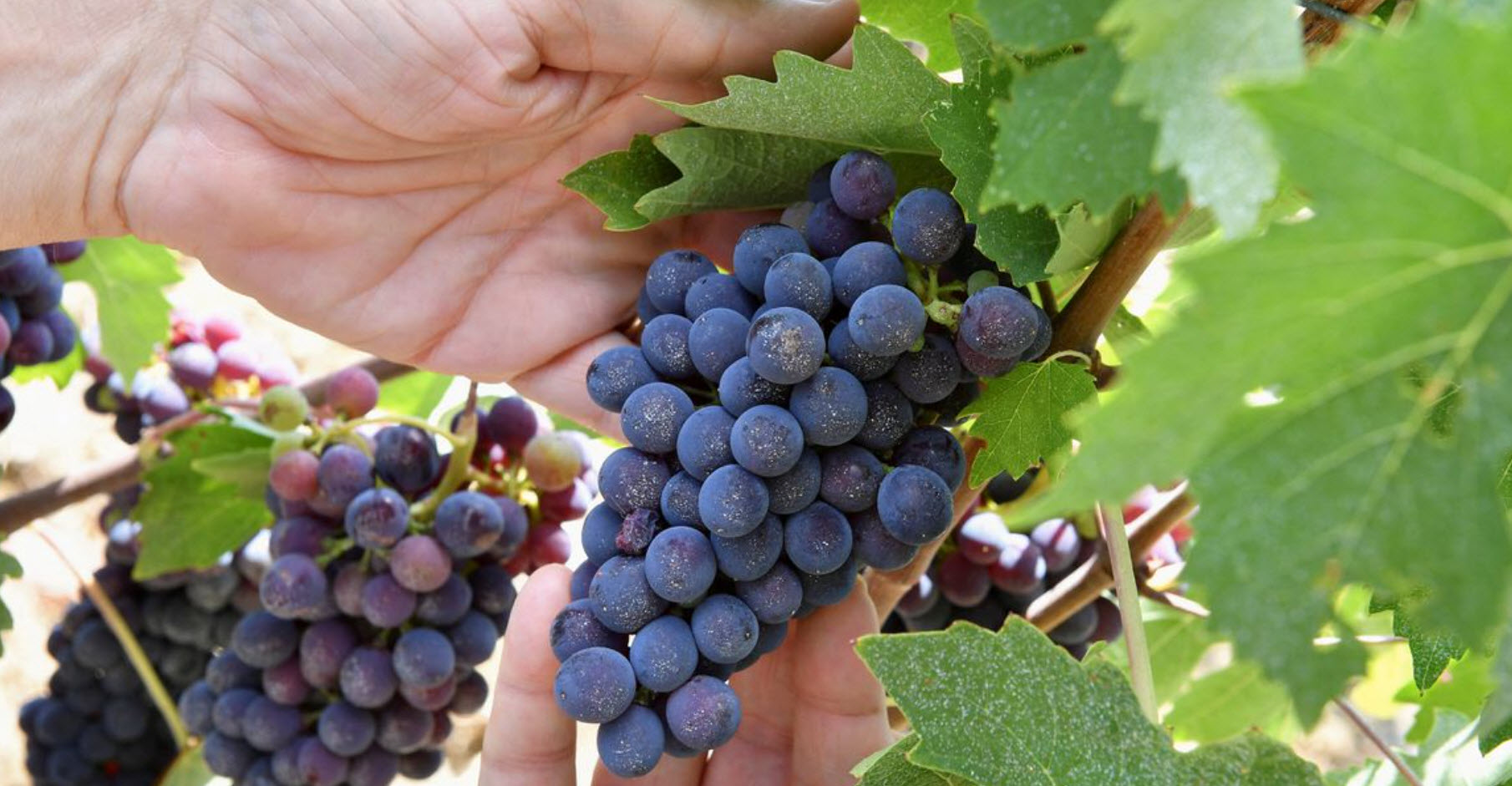 Ý mất vị trí sản xuất rượu vang lớn nhất TG sau 9 năm giành được từ Pháp