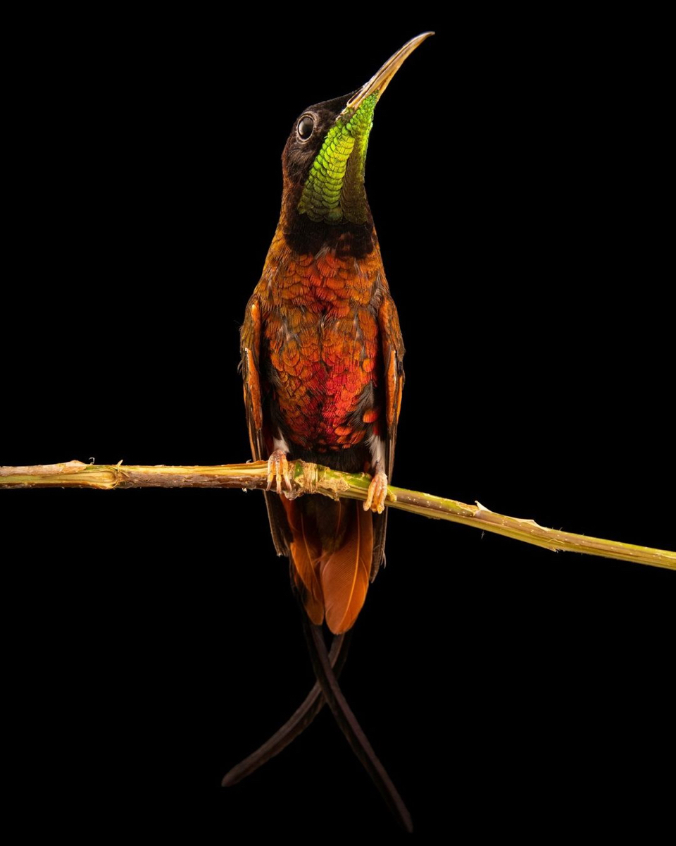 Con chim có màu rực lửa này là một loài chim ruồi topaz màu đỏ thẫm, ảnh chụp ở Weltvogelpark, một