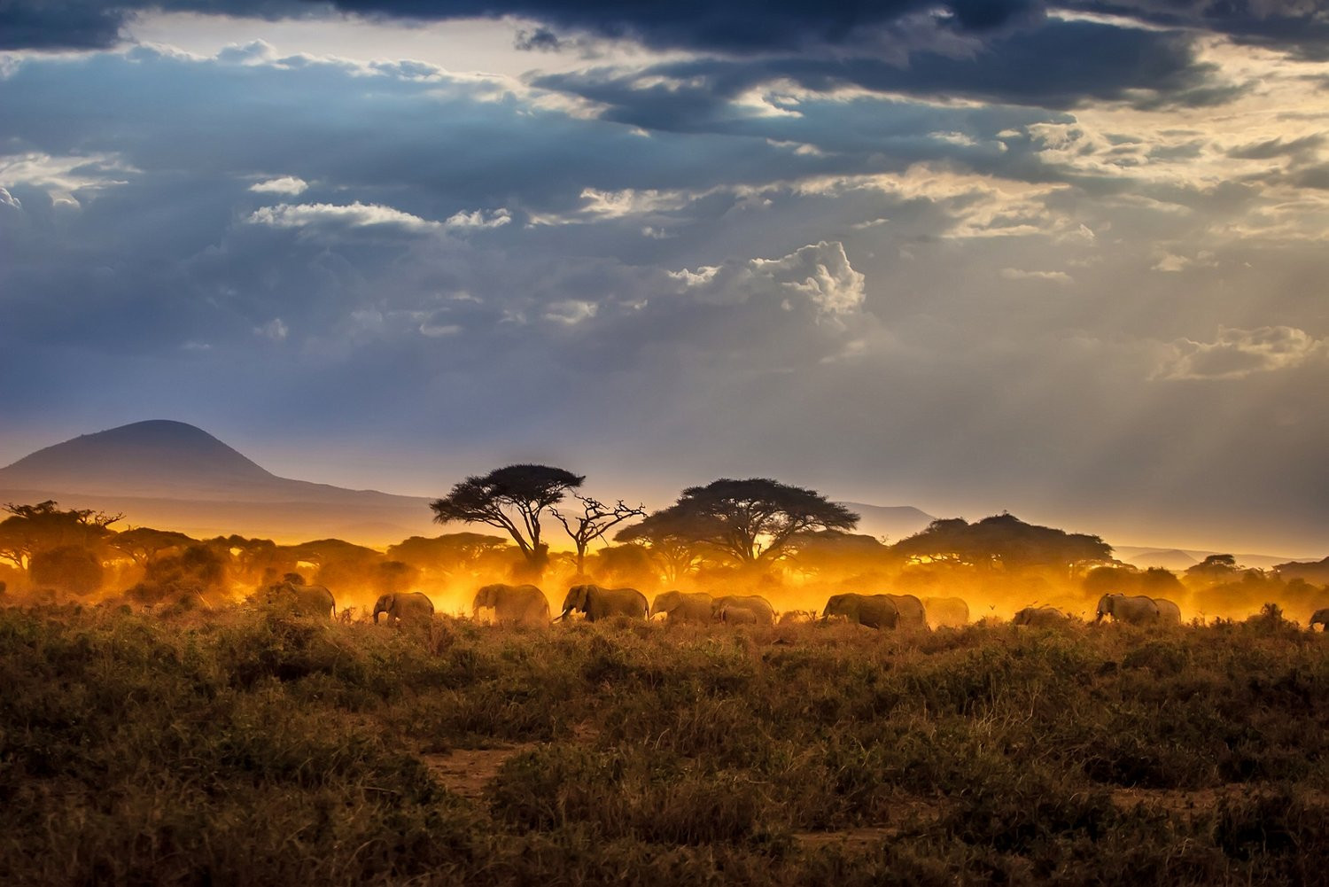 Nạn săn trộm buộc voi châu Phi phải tiến hóa với tốc độ nhanh chóng mặt.