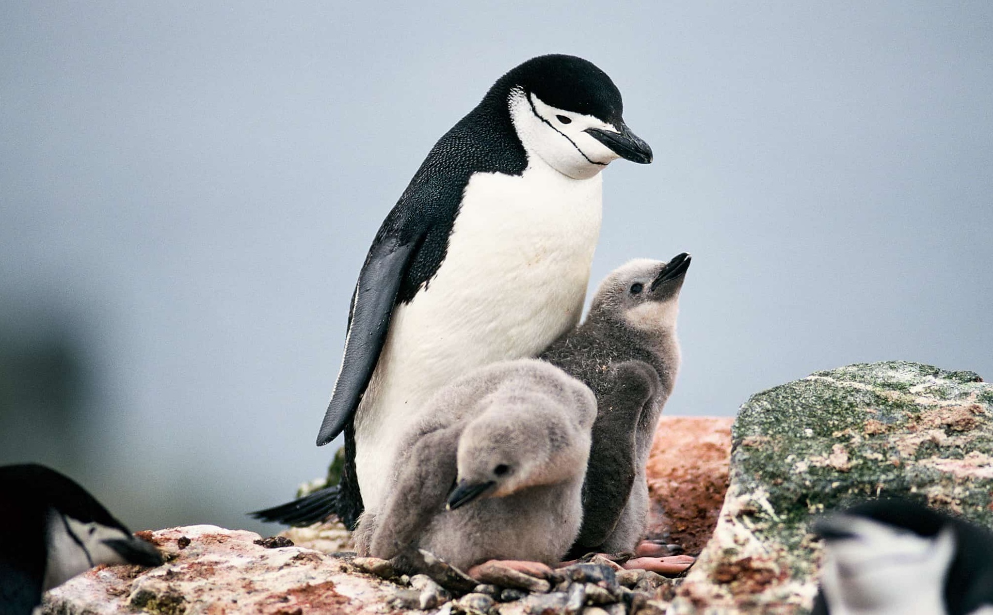 Cách mà chim cánh cụt bảo vệ con: 10.000 giấc ngủ ngắn mỗi ngày