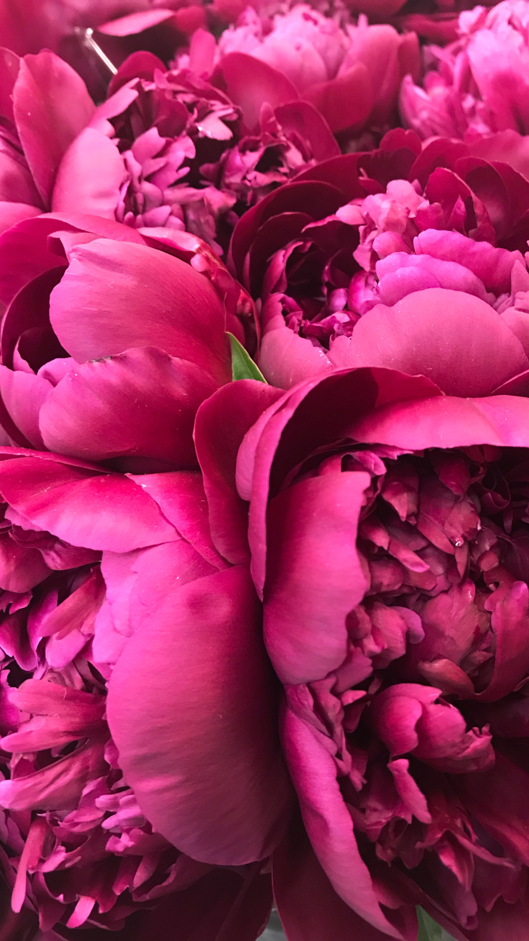 Hình nền hoa mẫu đơn cho điện thoại - Ảnh nền hoa mẫu đơn - HoaTieu.vn |  Pink flowers, Amazing flowers, Beautiful flowers