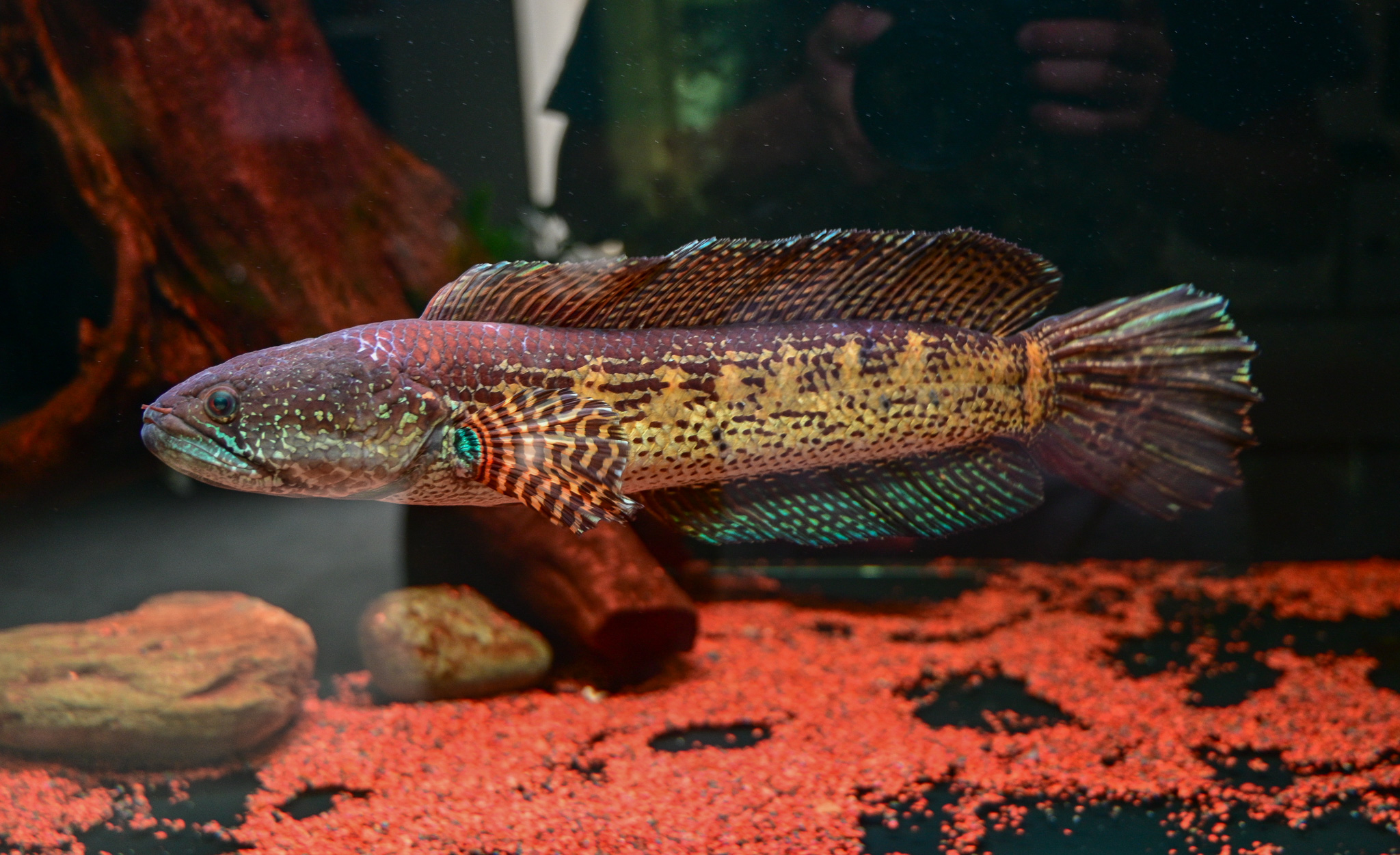 tinhte-mbu-puffer-fish-ca-loc-channa-aurantimaculata (6).jpg