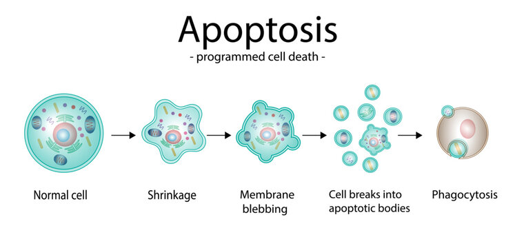 apoptosis.jpg