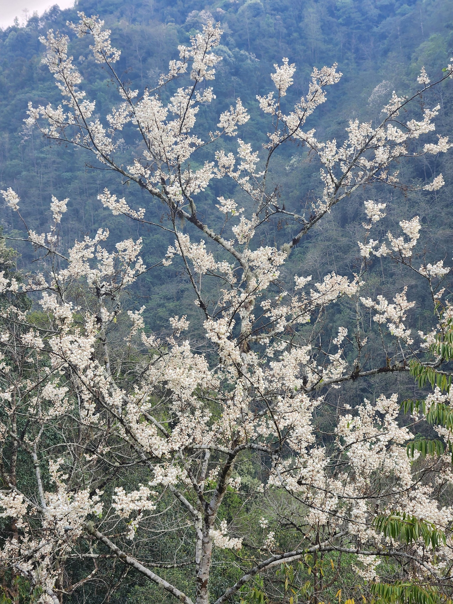 Núi Pusilung có rất nhiều cây hoa trắng muốt cả cây.jpg