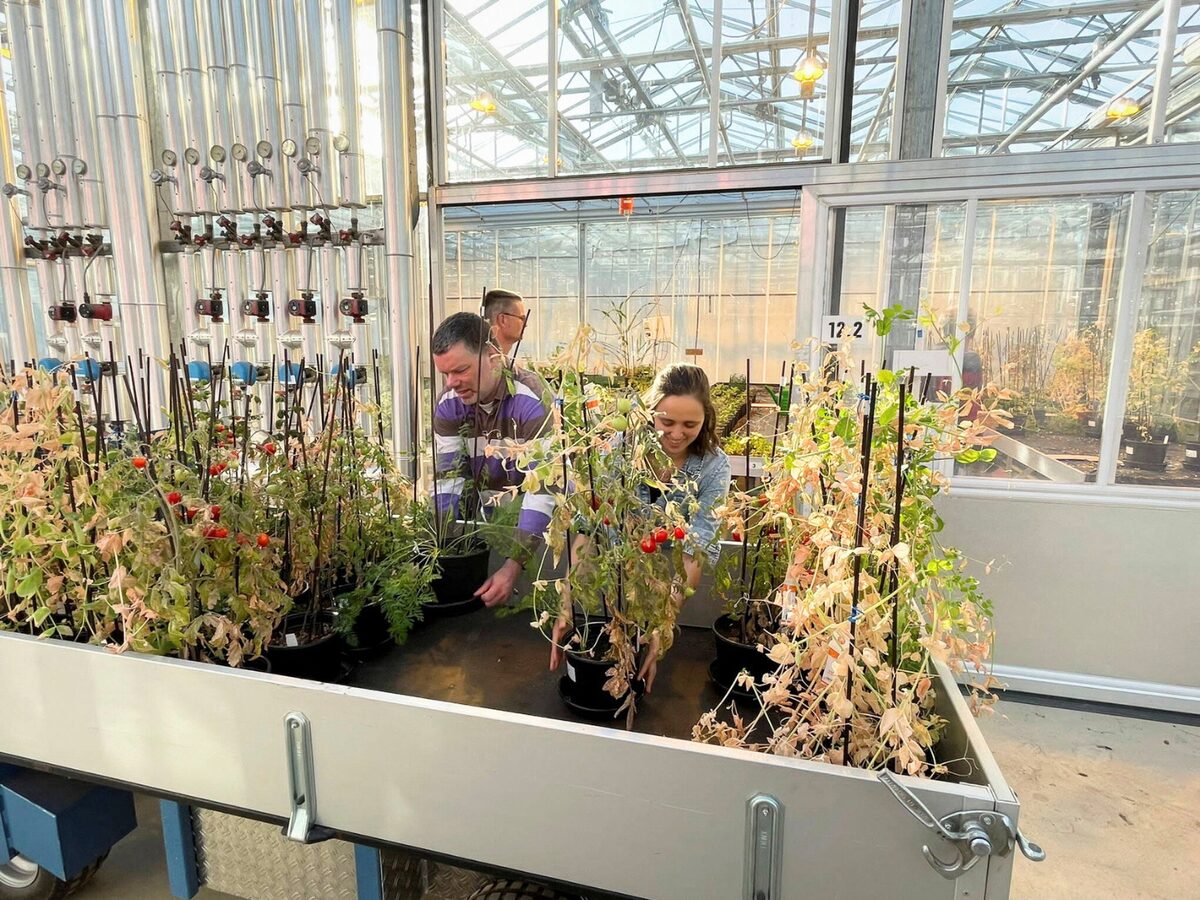 Hà Lan mô phỏng trồng cây trên sao Hỏa: cà chua bi tăng gấp đôi năng suất